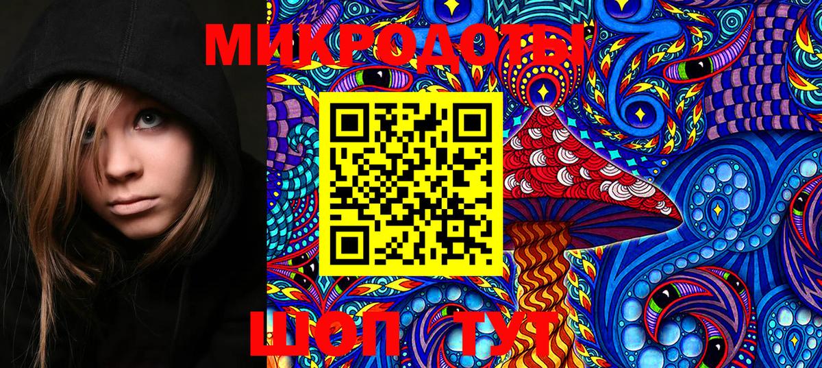 Галлюциногенные грибы Psilocybe Губкинский