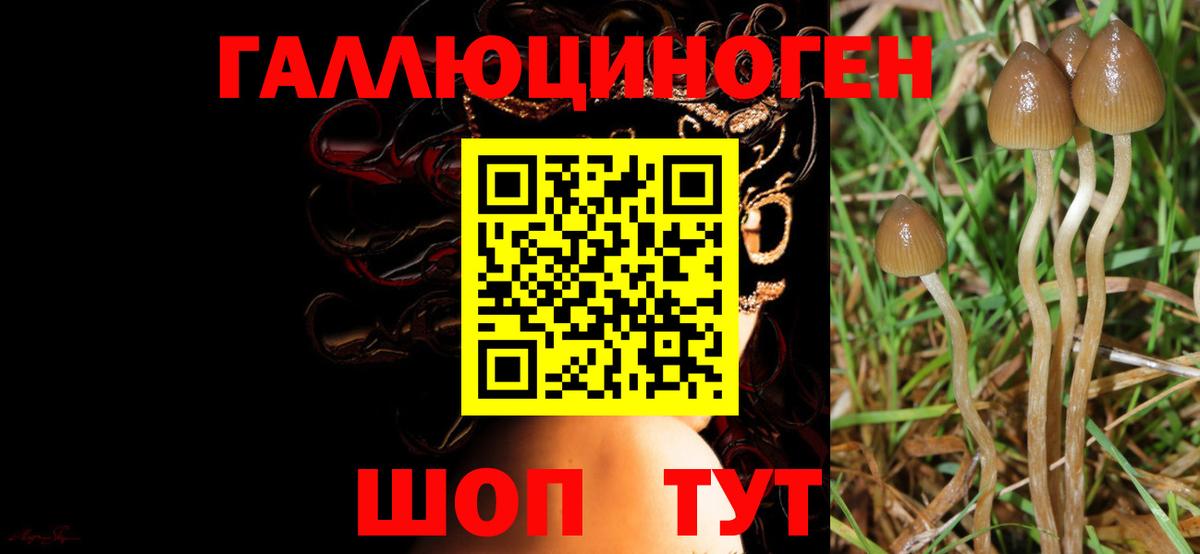 Губкинский  наркота  Вход с VPN  Галлюциногенные грибы Magic Shrooms 